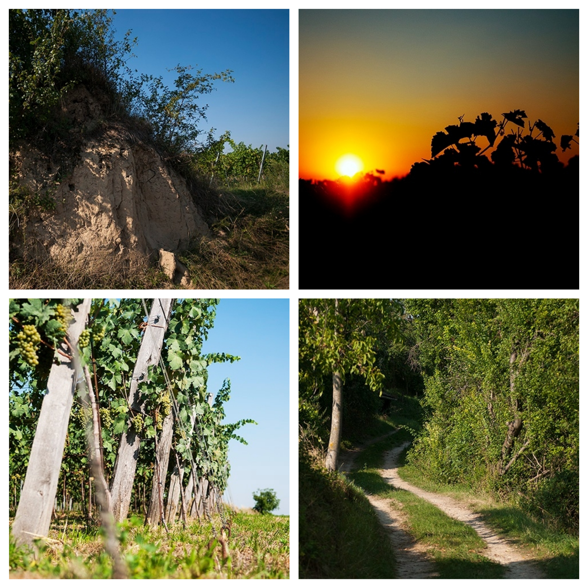 Region_Collage
